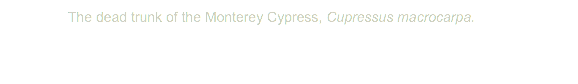 &nbsp;The dead trunk of the Monterey Cypress, Cupressus macrocarpa.