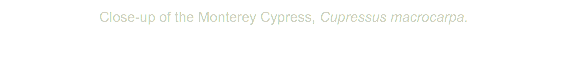 &nbsp;Close-up of the Monterey Cypress, Cupressus macrocarpa.